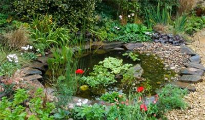 wildlife-ponds-for-small-gardens-96_6 Езера за диви животни за малки градини