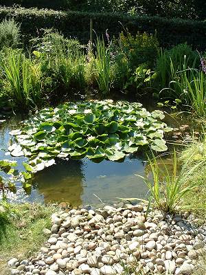 wildlife-ponds-for-small-gardens-96_8 Езера за диви животни за малки градини