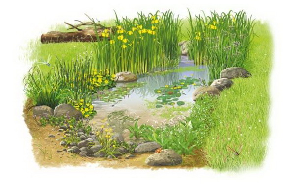 wildlife-ponds-in-gardens-15_10 Езера за диви животни в градините