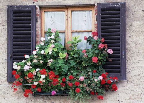 window-flower-bed-52_9 Прозорец цветна леха