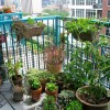 Балкон градинарство за начинаещи
