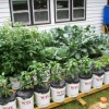 Идеи за кофа за градинарство
