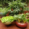 Контейнер зеленчукова градина