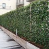 Създайте ограда за поверителност с растения