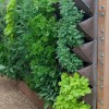 Идеи за стена за зеленчукова градина