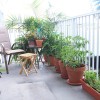 Най-добрите растения за апартамент балкон