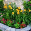 Снимки на прости цветни градини