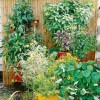Идеи за контейнер градинарство зеленчуци