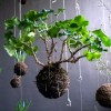 Саксийни растения дизайнерски идеи