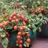 Идеи за доматена градина