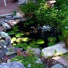 Дизайн на рибно езерце в задния двор