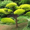 Японска вдъхновена градина