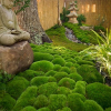 Японски мъх градина