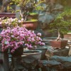 Японски Дзен градински растения