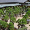 Японска градина бонсай