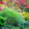 Японски градински растения зона 9