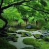 Японски дзен градина изображения