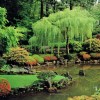 Заден двор японска градина