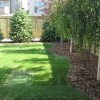 Идеи за засаждане на дървета в задния двор