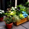 Красиви идеи за домашна градина