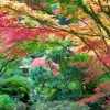 Най-добрите японски градини в света
