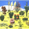 Пустинни Приятелски растения