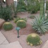 Пустинни ландшафтни растения