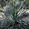 Пустинни растения в Аризона