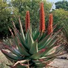 Пустинните растения на Аризона