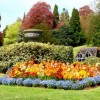 Английски градини цветя