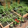 Отглеждане на зеленчуци в малка градина