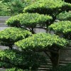 Японска градина евъргрийни