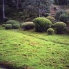 Японски градински мъх