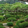 Японски градински растения и дървета