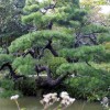 Японски градински дървета