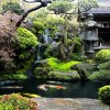 Японска градина кои