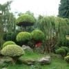Растения за градина в японски стил