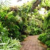 Дъждовна градина дизайн
