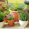 Малки билки градински идеи
