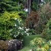 Тропически цветна градина ландшафтен дизайн