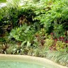 Списък на тропическите градински растения