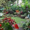 Тропически идеи за градинарство