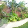 Тропически растителен ландшафтен дизайн