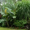 Тропически растения за градината