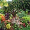 Тропически растения озеленяване идеи