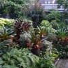 Тропическа сянка градина