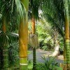 Тропически дървета за озеленяване