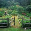 Дизайнер на зеленчукови градини
