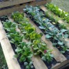 Зеленчукови градини в малки пространства