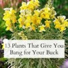 Евтини растения